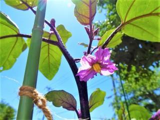 ナスの花が咲きました！