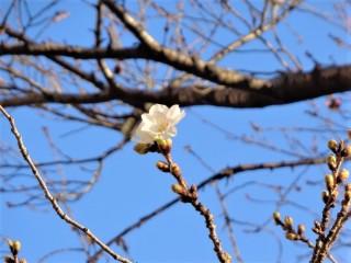 ついに桜が・・・。