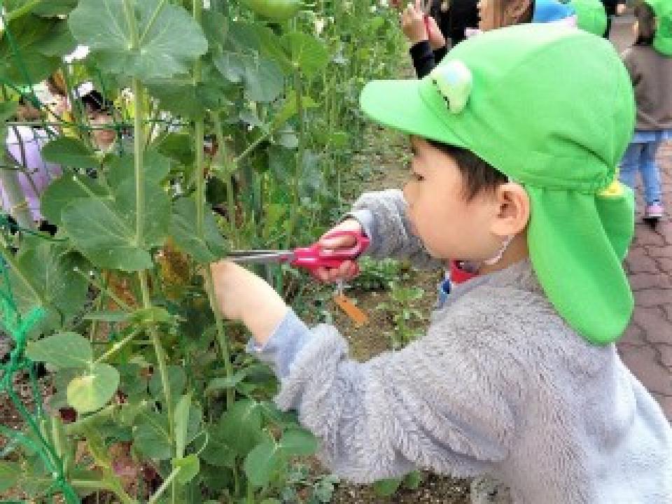 「みんなの花壇」野菜を収穫しました！