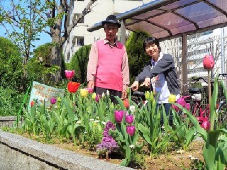 「みんなの花壇」チューリップ開花しました