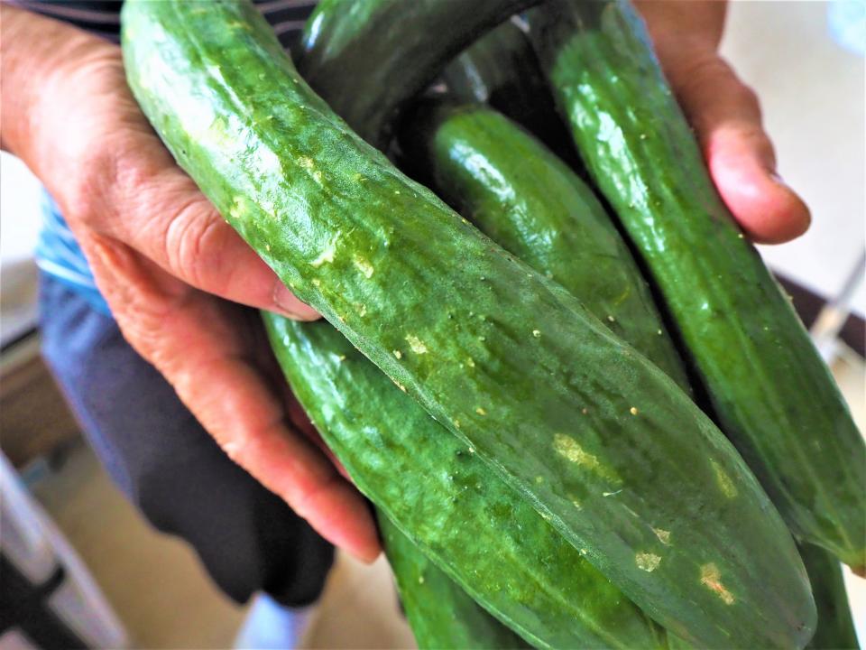 さわやか荘一坪農園～たくさんの野菜が実りました～