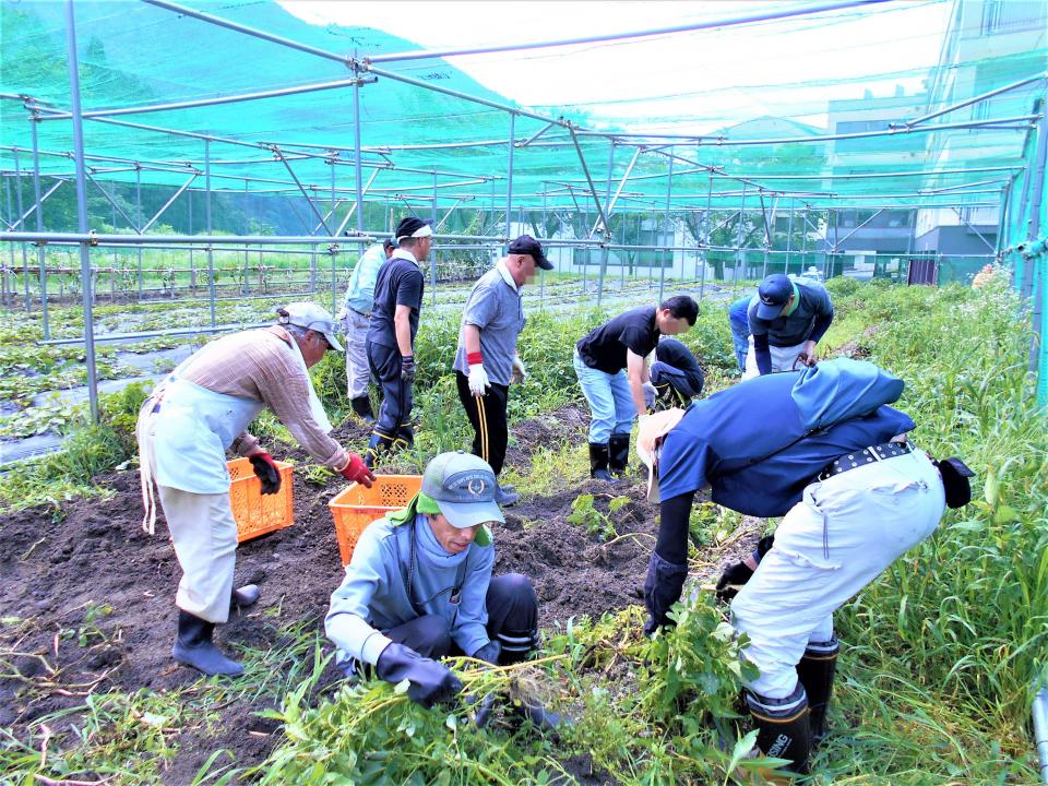 種植えから収穫へ　ジャガイモ掘り