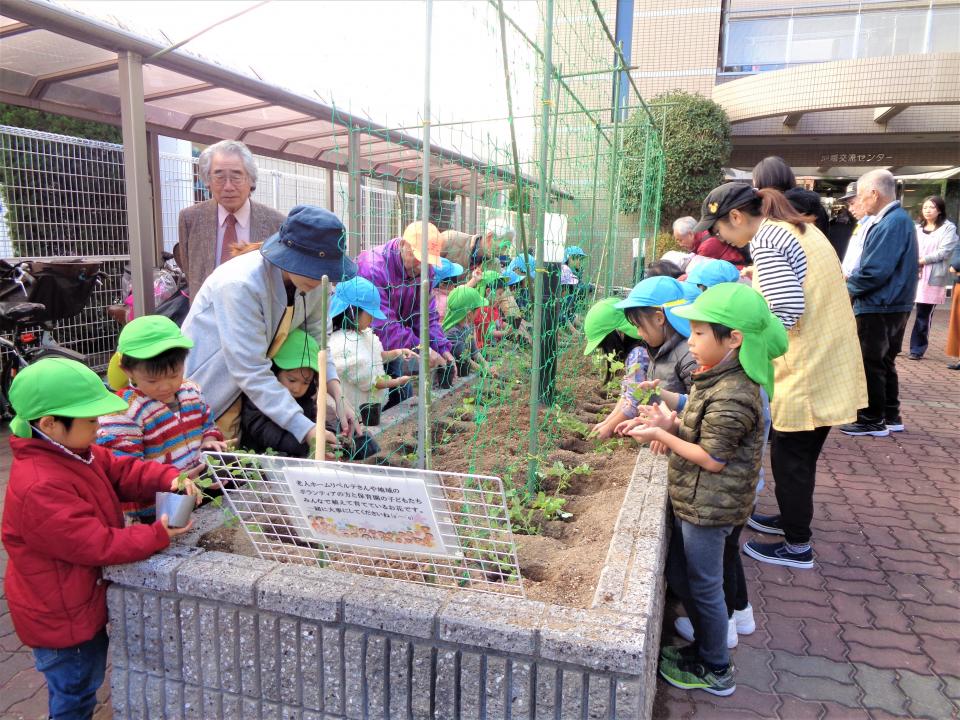 「みんなの花壇」スナップエンドウを植えました