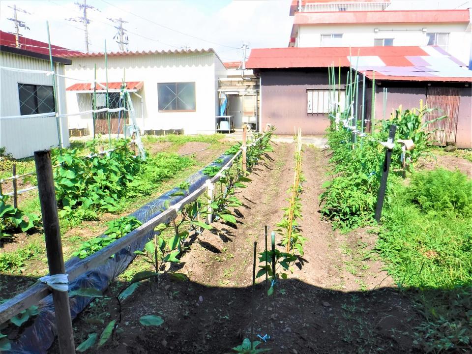 一坪農園が盛り上がっています！