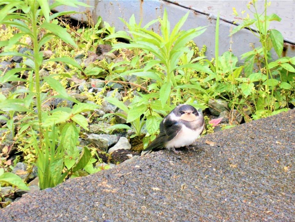 小さな独り立ち