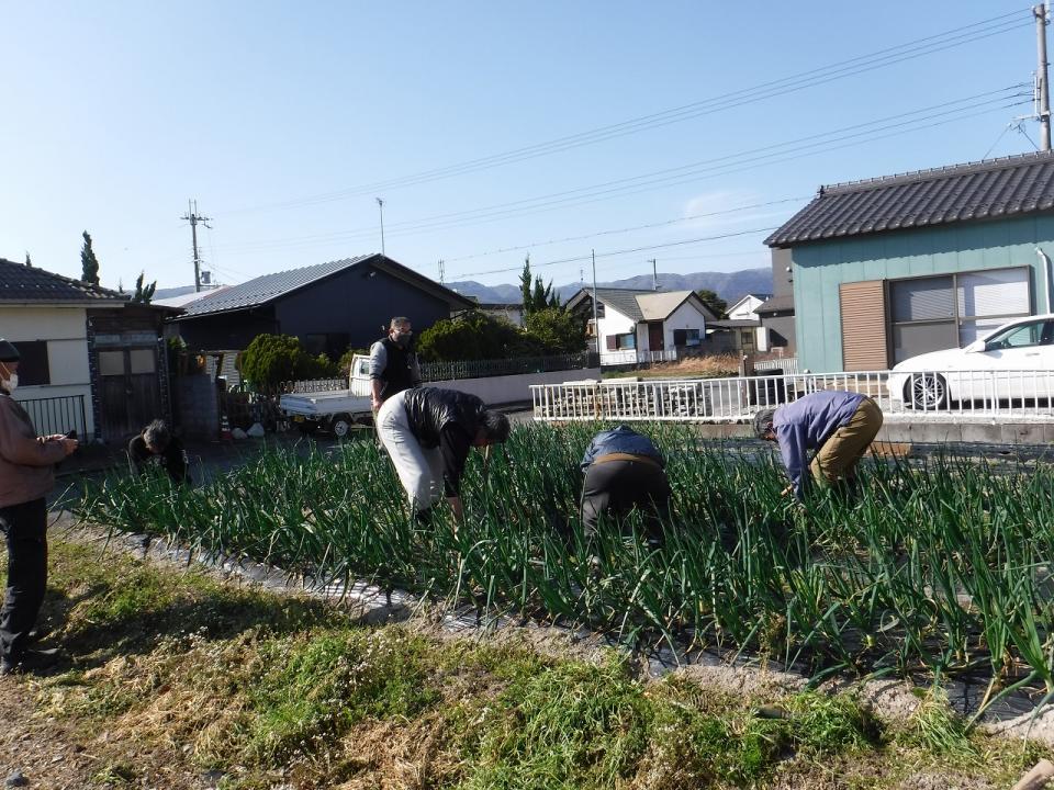 一坪農園の玉ねぎ、ニンニク、順調に育ってます！