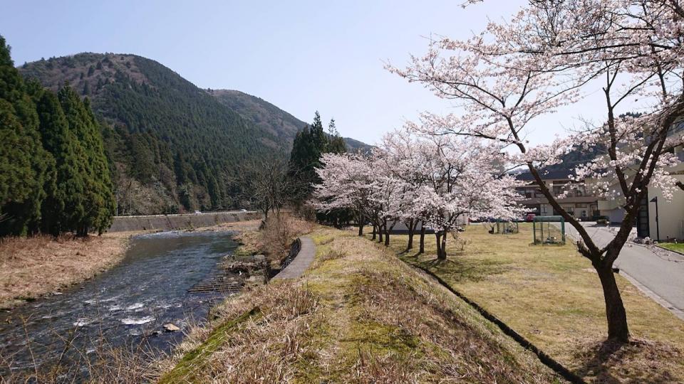 湖西の桜が満開です！（橡生の里）