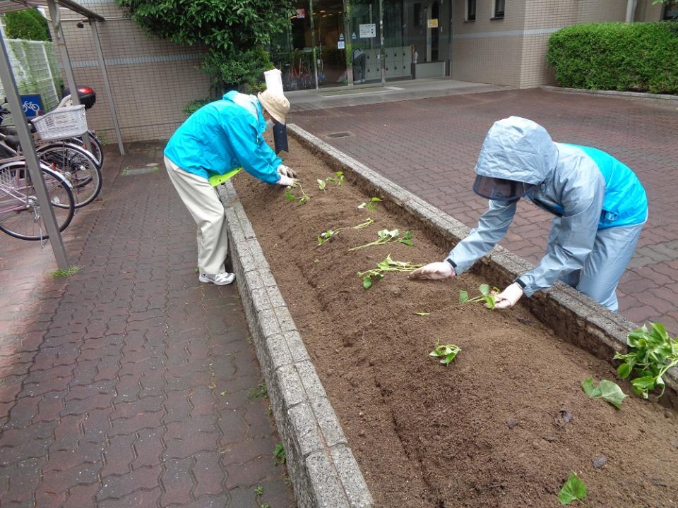 『みんなの花壇』さつま芋を植えました！