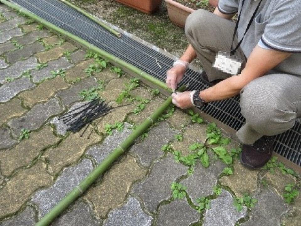 朝顔カーテンの準備を行ないました（角川ヴィラ）