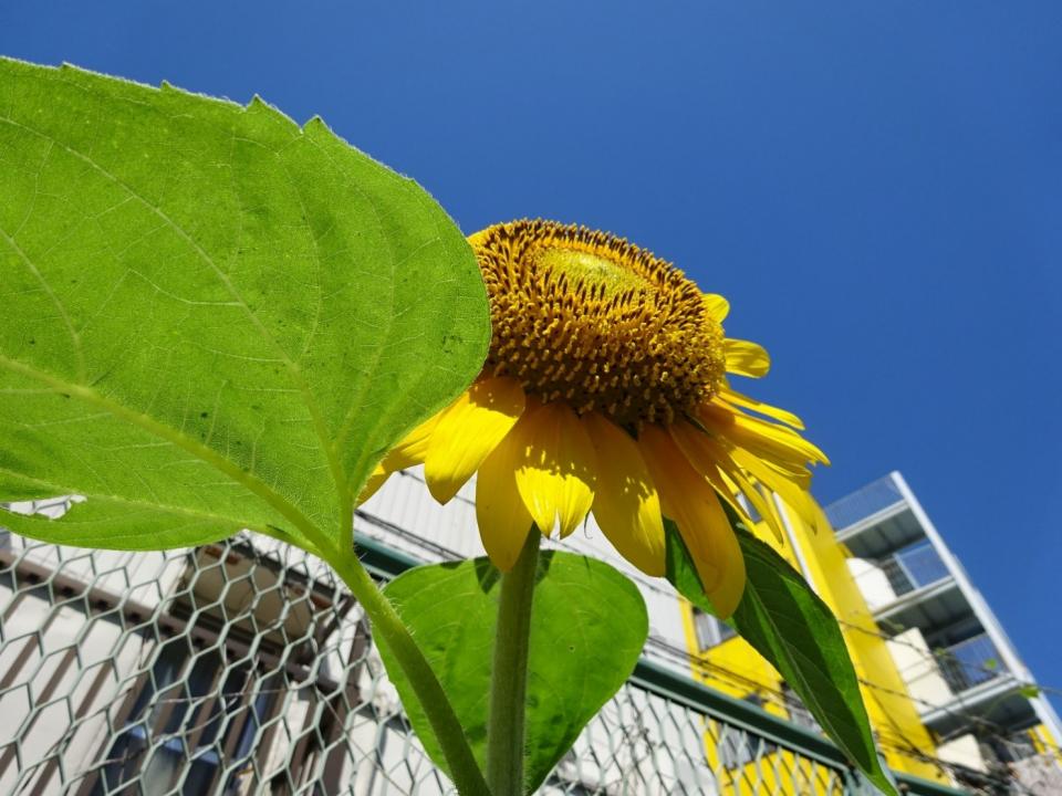 健康広場の夏の思い出・・・。（白雲寮園芸クラブ）