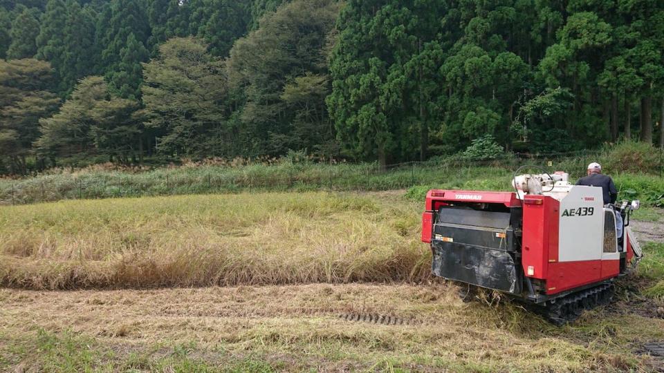 稲刈り（橡生の里）