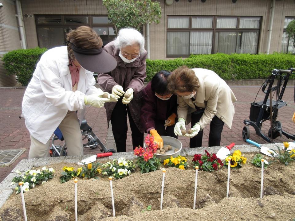 ジャガイモの種を植えました！！（リベルテ）