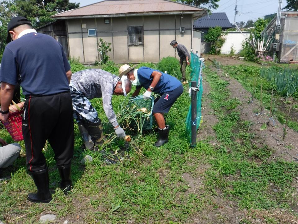 一坪農園での玉ねぎの収穫（さわやか荘）