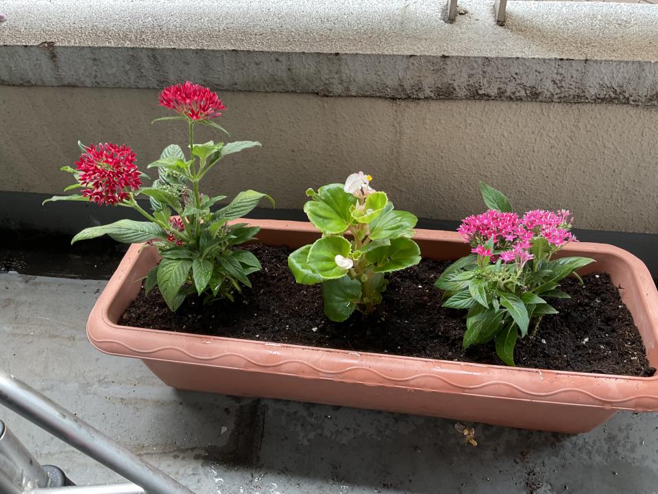 花を植え替えました（ジュネス）