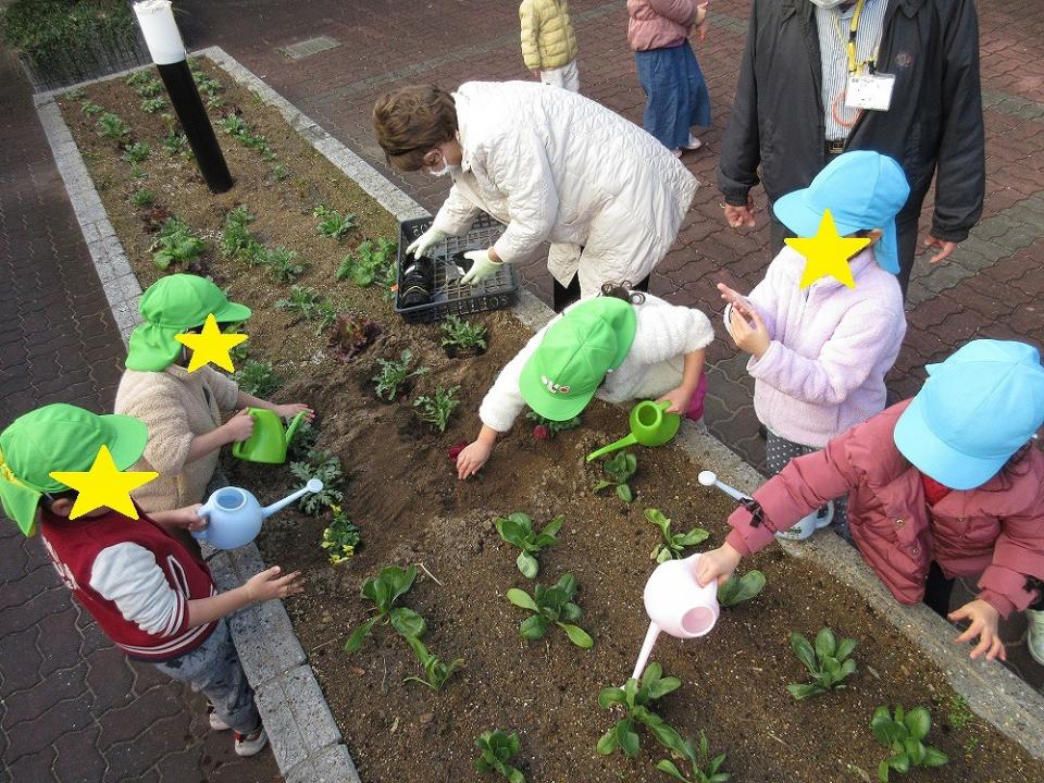 パンジーを植えました(リベルテ)