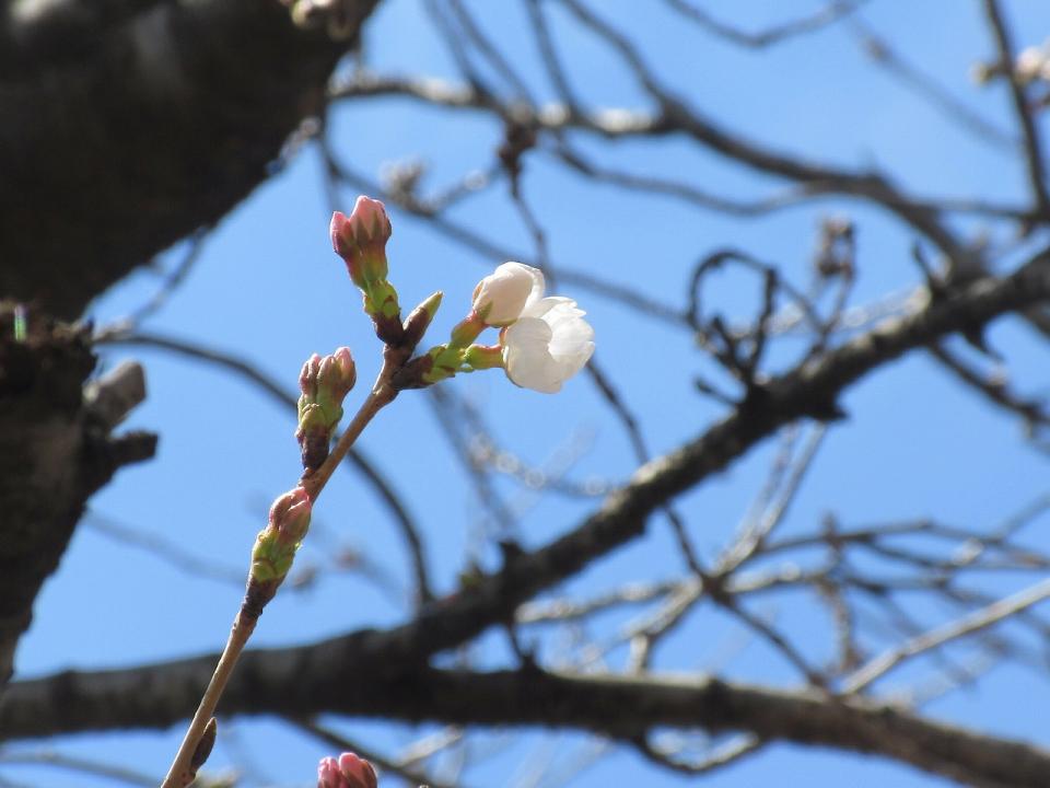 リベルテ玄関前の桜が咲きました！