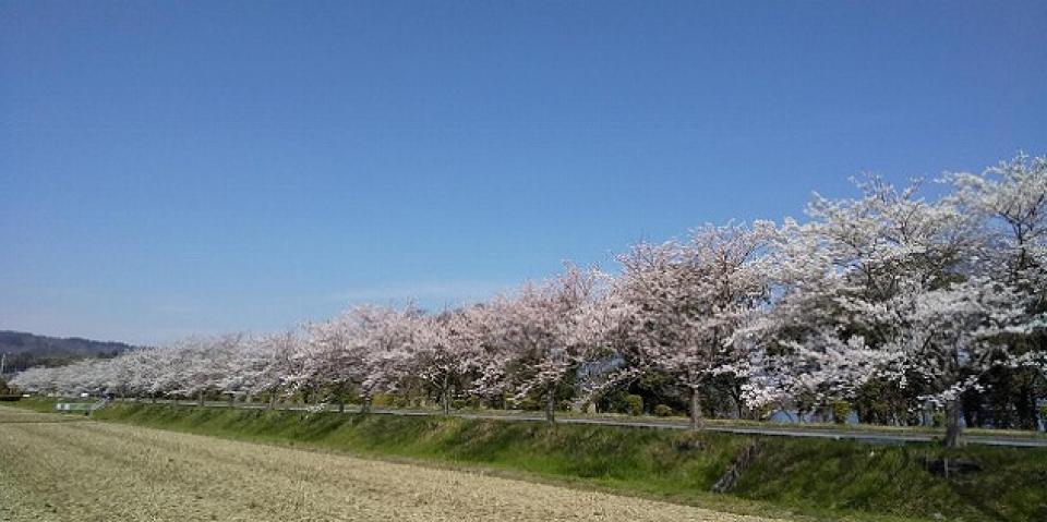 「ぷち・お花見バスツアー」　(さわやか荘）