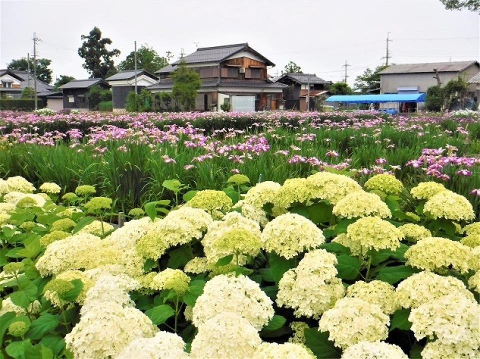 梅雨入りして見ごろを迎えました（さわやか荘）