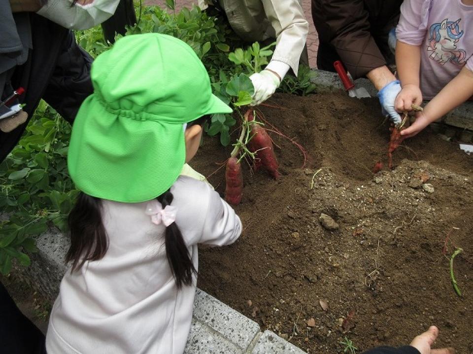 「みんなの花壇」さつま芋を収穫しました（リベルテ）