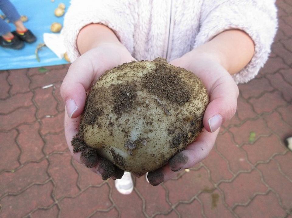 「みんなの花壇」じゃがいもを収穫しました