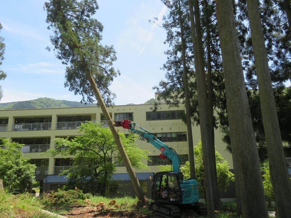 ありがとう　角川杉