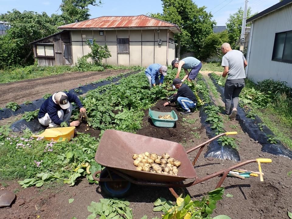 じゃがいも堀り（さわやか荘）